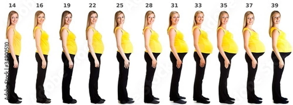 Obraz Collage of different weeks of pregnancy