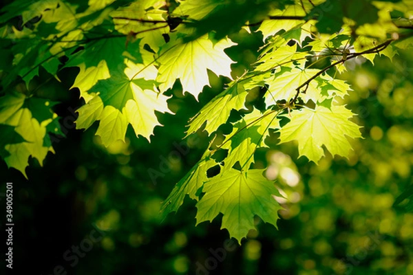 Fototapeta Fresh green maple foliage in spring in the forest closeup.