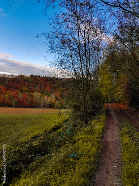 Fototapeta sentiero magico