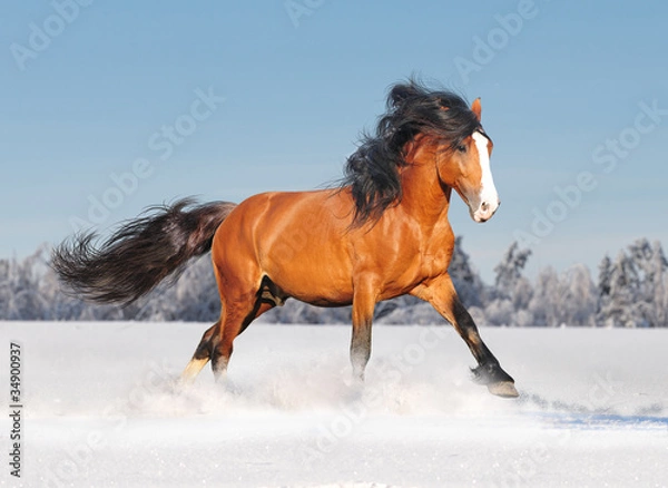Fototapeta russian draft horse in winter