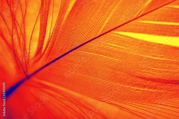 Obraz phoenix feather