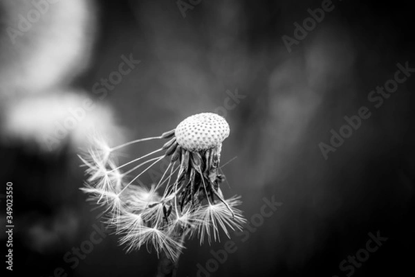 Obraz dandelion seed head