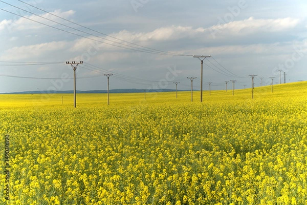 Obraz field with high voltage pylons. yellow