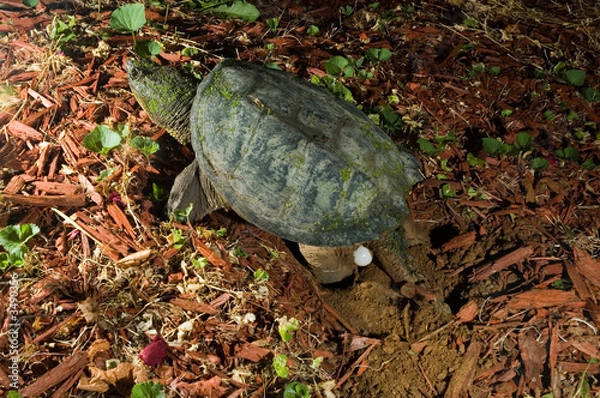 Obraz snapping turtle laying eggs
