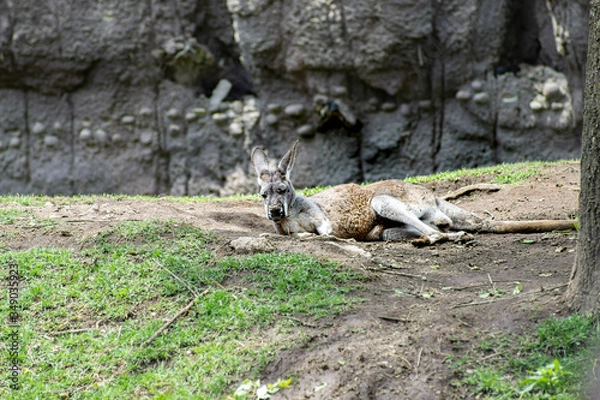 Obraz Kangaroo rest in grass