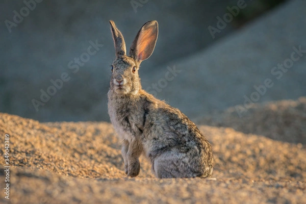 Obraz rabbit in the desert