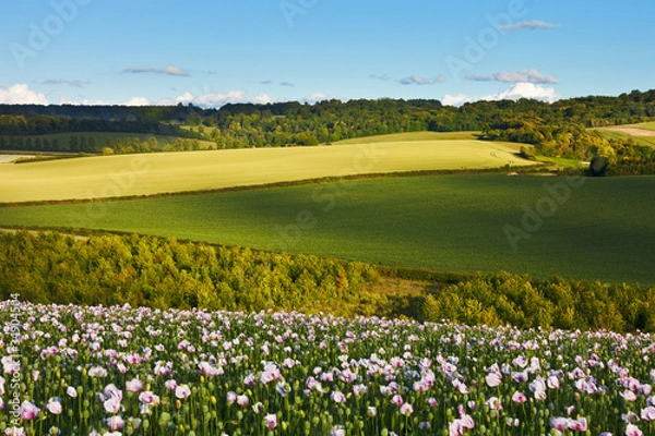 Fototapeta Idyllic summer landscape with poppies