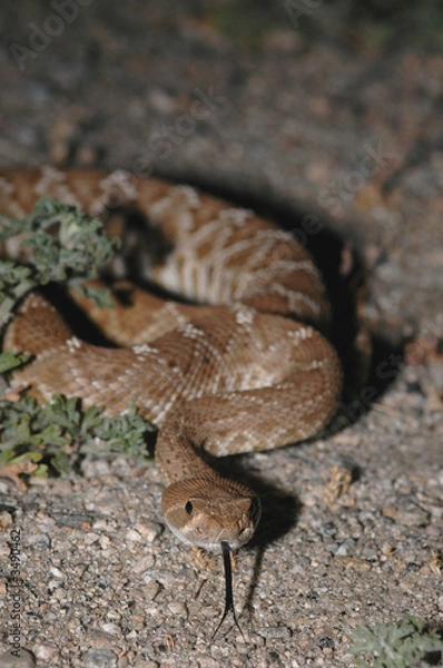 Fototapeta red diamond rattlesnake
