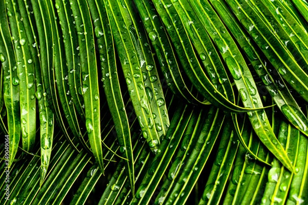 Fototapeta green leaf texture