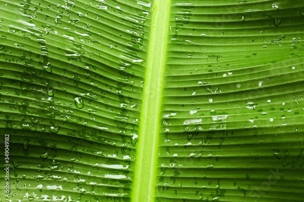 Obraz green leaf texture