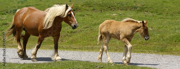 Obraz la jument et son petit