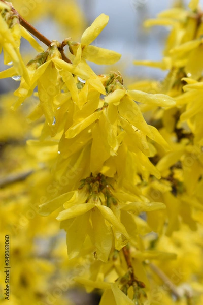 Obraz Forsythia in bloom
