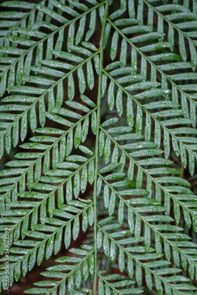 Obraz Fern pattern 