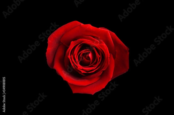 Fototapeta 赤いバラの花