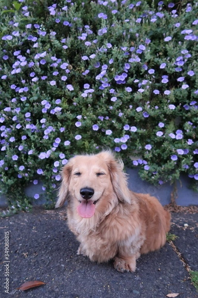 Obraz 花の壁の前で休憩中の愛犬