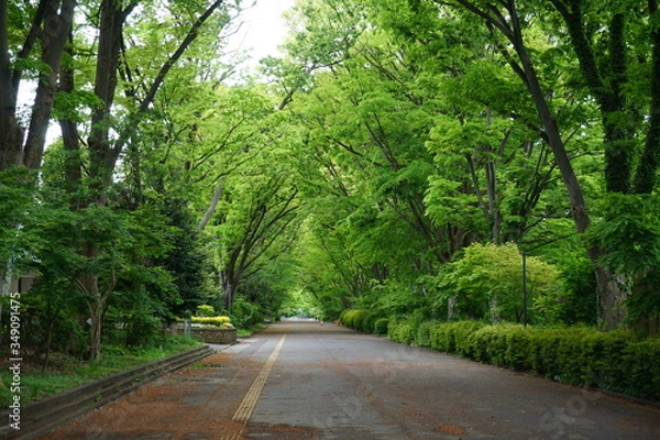 Fototapeta 並木道