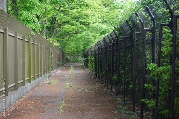 Fototapeta アスファルトの路地