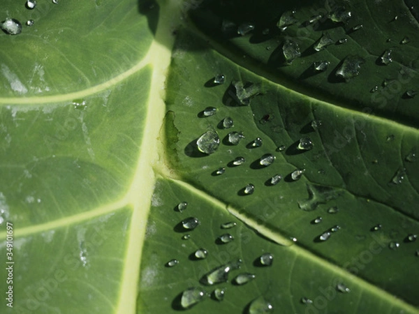 Obraz Many drops of water on green leaves, morning light, freshness,Selective focus.