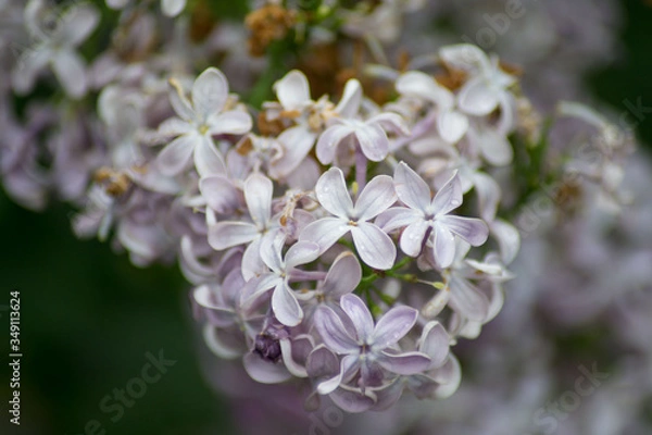 Fototapeta Close-up of pink lilac flower in bloom, blossoms in spring season, macro nature outdoors, seasonal, green background, Syringa vulgaris