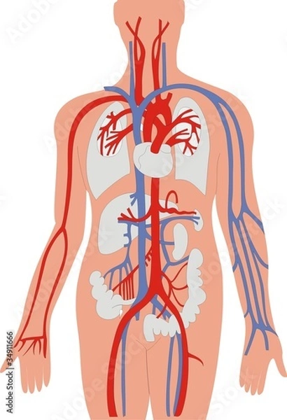 Obraz Veins and Arteries