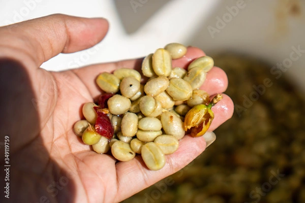 Fototapeta Coffea is a genus of flowering plants in the family Rubiaceae. Coffea species are shrubs or small trees native to tropical and southern Africa and tropical Asia. green coffee bean refers to unroasted 