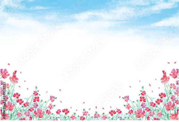 Fototapeta コスモスの咲く季節と青空