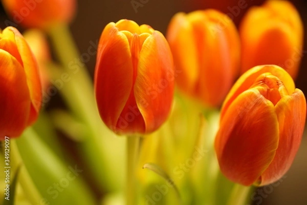 Fototapeta red yellow tulip