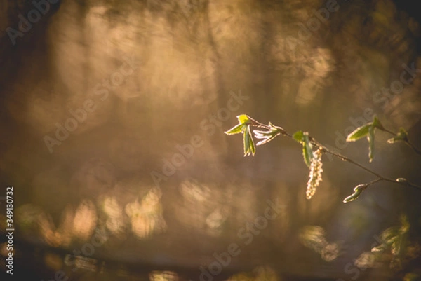 Obraz Gałązka z bliska
