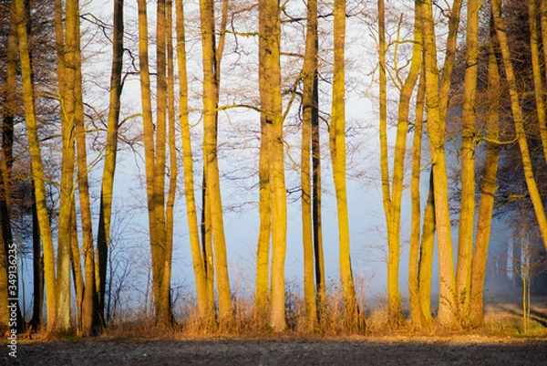Obraz oświetlone drzewa