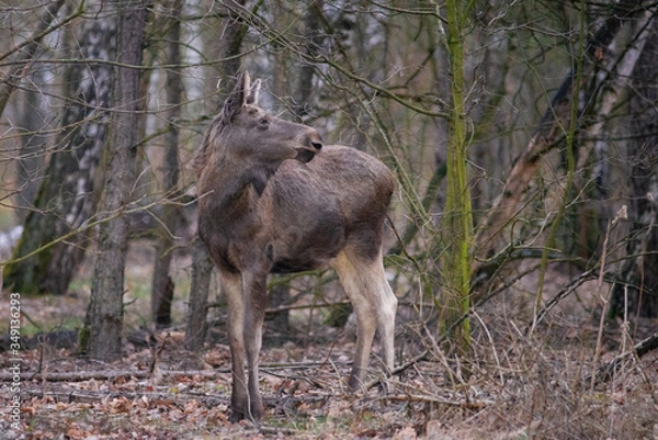 Obraz dziecko łosia