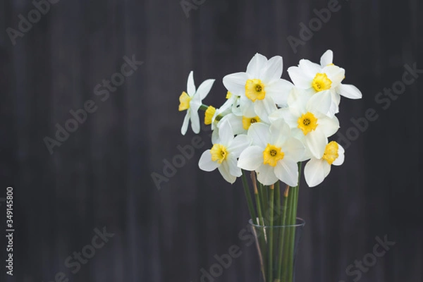 Fototapeta A bouquet of narcissus on a dark, old, wooden background. Spring time