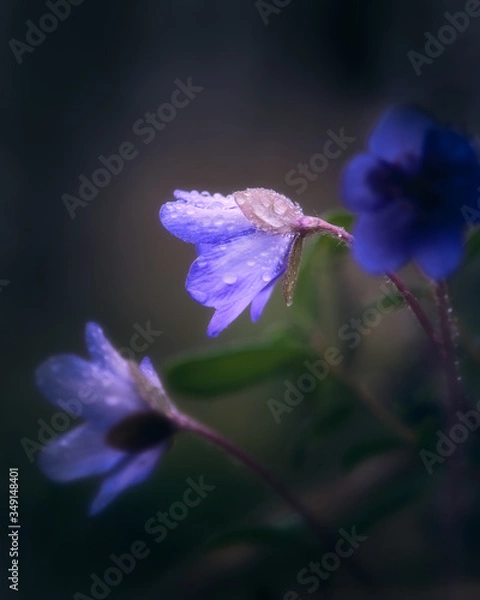 Fototapeta Hepatica flower with bokeh background at spring evening in Finland
