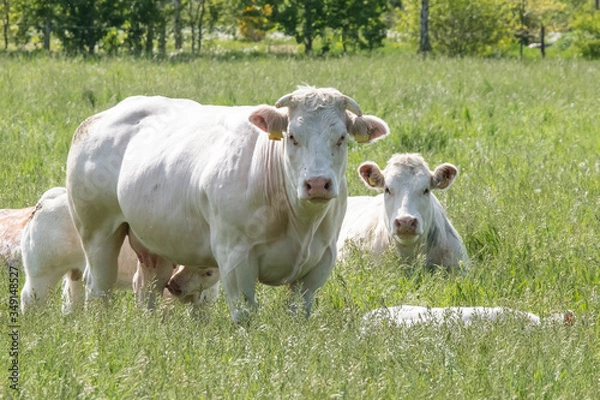 Fototapeta Herd of curious white Charolais beef cattle in a pasture in a dutch countryside. With the cows standing in a line staring curiously at the camera