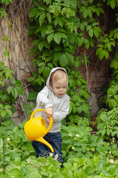 Fototapeta A kid watering green strawberry with a yellow watering can against an old wall with leaves of wild grapes