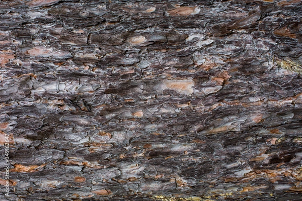 Fototapeta tree bar texture