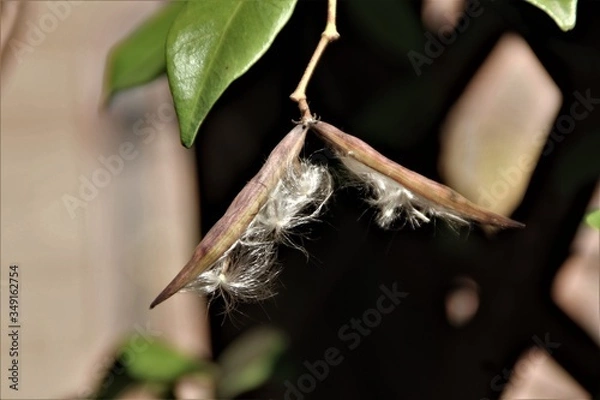 Obraz gelsomino semi