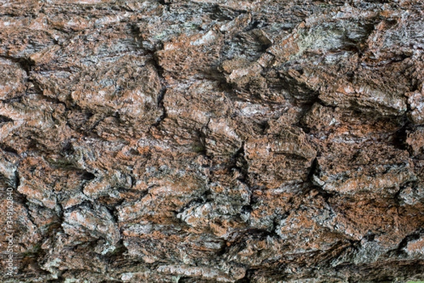 Fototapeta tree bar texture