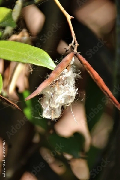 Obraz gelsomino semi