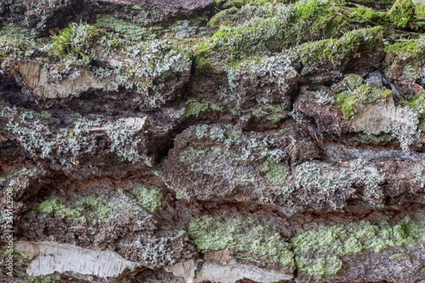 Fototapeta tree bar texture