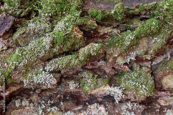 Fototapeta tree bar texture