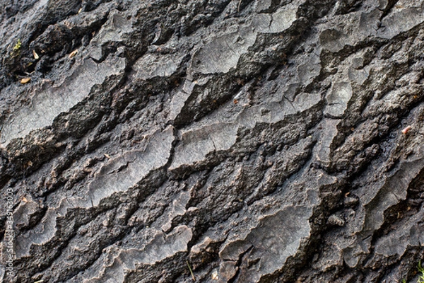 Fototapeta tree bar texture