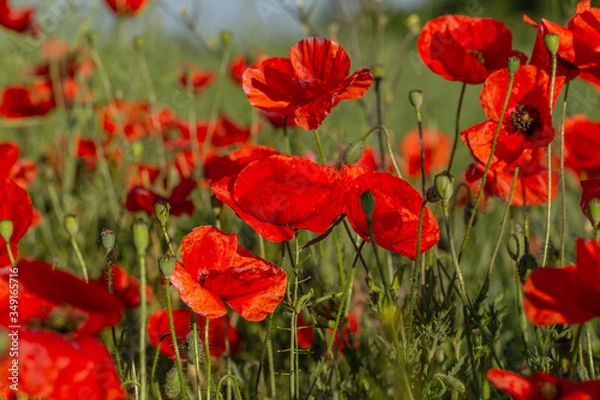 Fototapeta Flowers red poppies bloom in wild field. Beautiful field of red poppies with highlighted focus. Soft light. Toning. Creative Creative Processing Natural Background