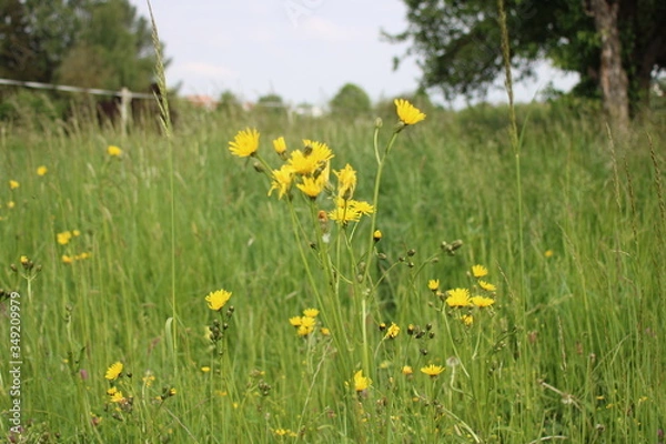 Fototapeta Hahnenfuss Butterblume