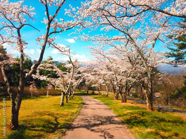 Obraz 春の遊歩道