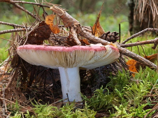 Obraz Speisetäubling  -  Russula vesca