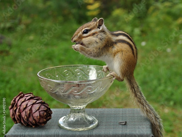 Fototapeta Бурундук (chipmunk) на вазе