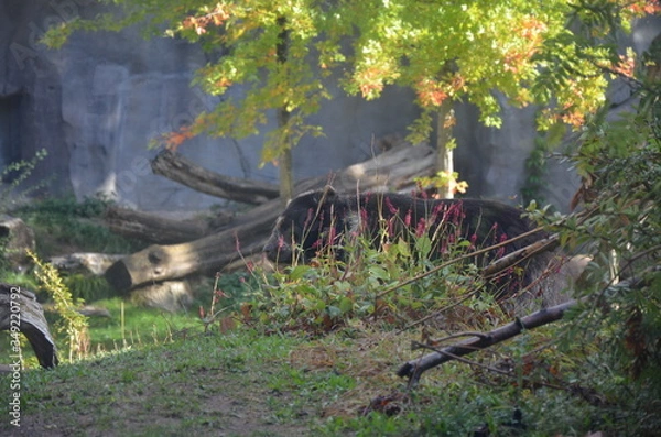 Obraz Spectacled bear (Tremarctos ornatus)