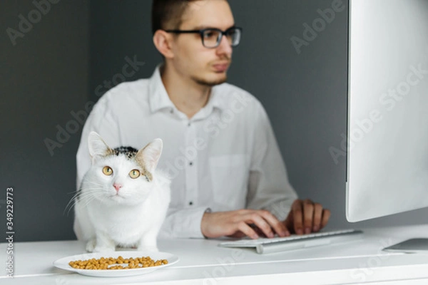 Obraz Young man in white shirt working at the desktop with computer. Worker with cat on the table. Remote work