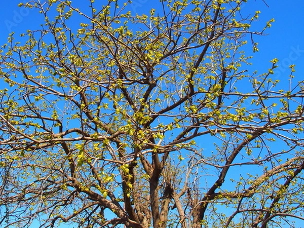 Fototapeta 芽吹きの柿の木と青空