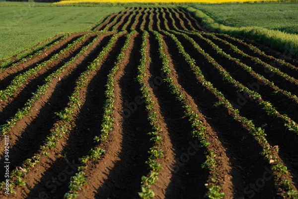 Obraz Pole ziemniaków